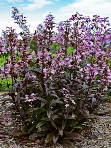 Penstemon Blackbeard 1 gal