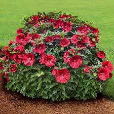 Hibiscus Hardy Blackberry Merlot 3 gal