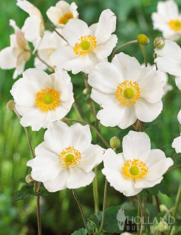 Anemone Honorine Jobert 1 GAL
