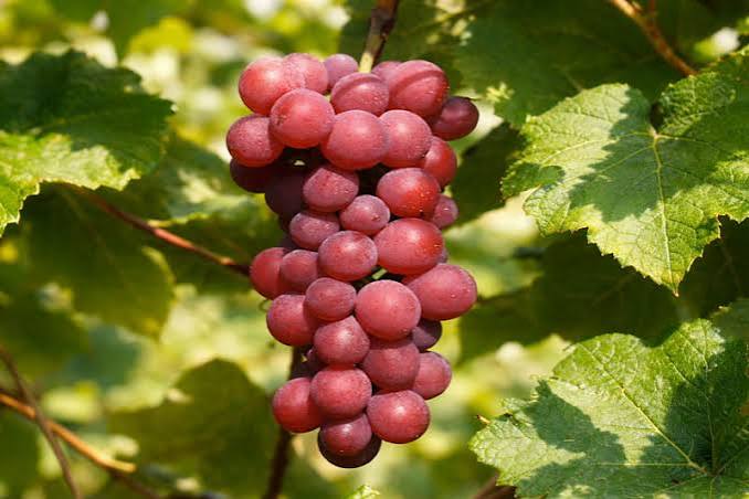 Grape Vanessa 1 gal