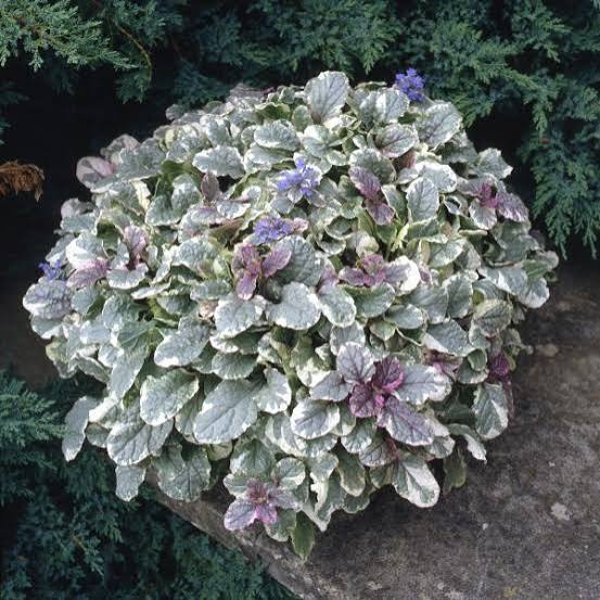 Ajuga Burgundy Glow 6pk