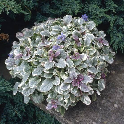 Ajuga Burgundy Glow 6pk