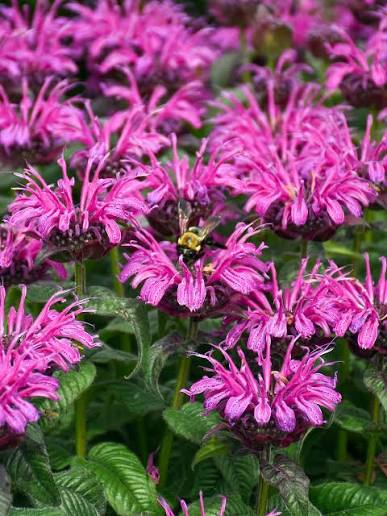 Monarda Leading Lady Plum 1 gal