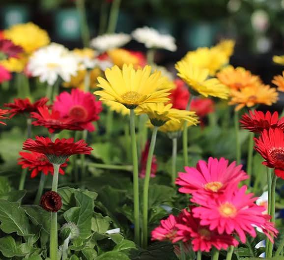 1 GAL Gerbera Daisy