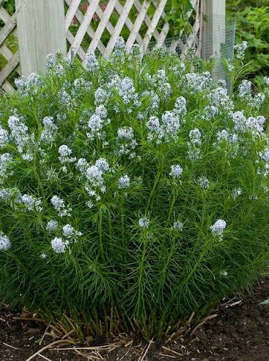 Amsonia Hubrichtii 1 gal