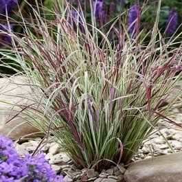 Grass Schizachryrium Chameleon Bluestem 1gl