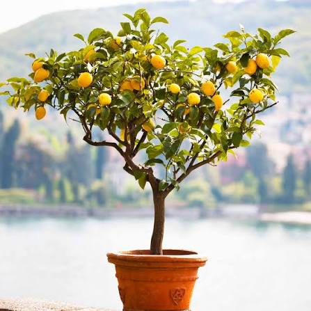 Citrus Class October 3rd 10am-12pm