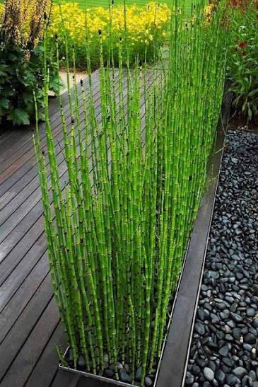 Equisetum hyemale - Horsetail Rush 1 qt