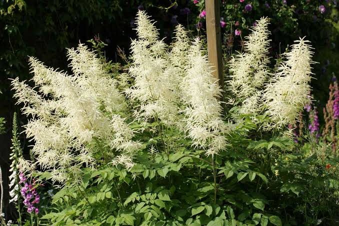 Aruncus Guotee Goat&