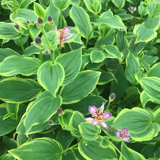 Tricyrtis Autumn Glow Toad Lily 1 gal