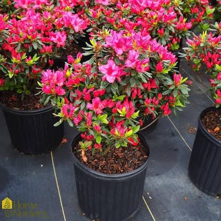 Azalea &