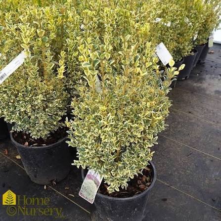 Boxwood &