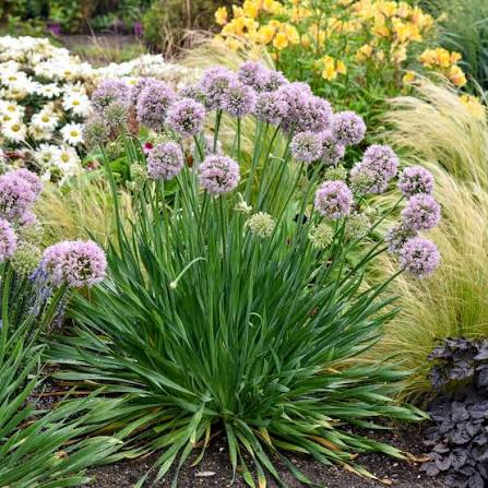 Allium ‘Bubble Bath’ 1 gal