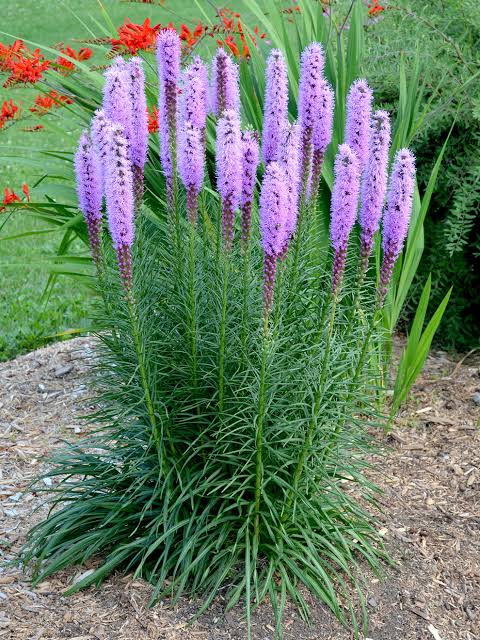 Liatris Spicata Marsh Blazing Star 1 qt