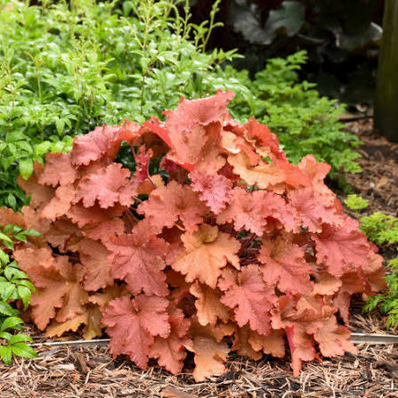 Heuchera Primo Peachberry Ice 1gal
