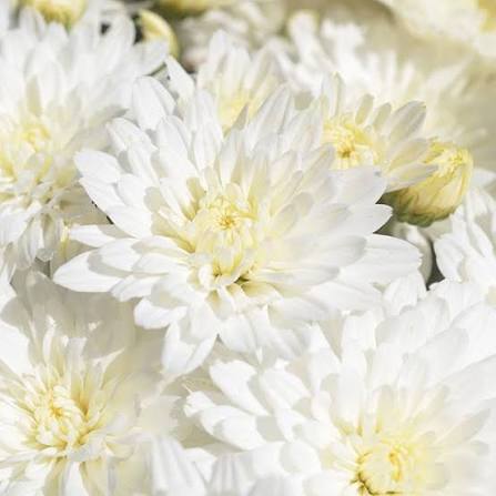 Mum Axios White 9"