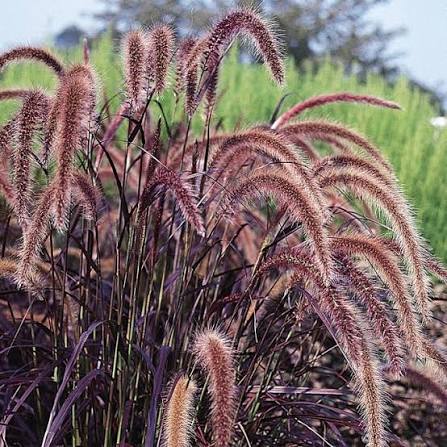 Purple Fountain Grass Pennisetum advena x setaceum &