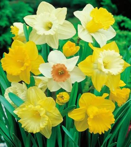 Narcissus Mixed Trumpet Daffodil Bulbs