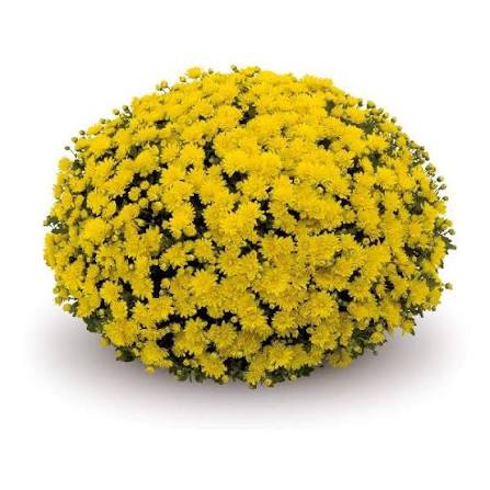 Mum Espero Yellow 9"