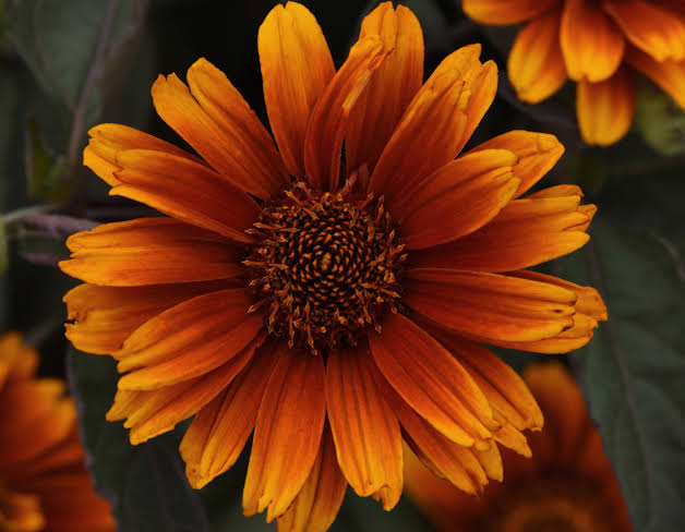Heliopsis &