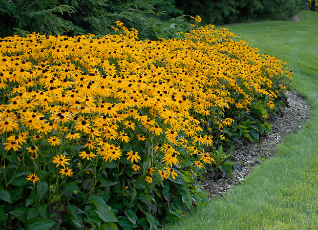Rudbeckia Goldstrum Black Eyed Susan 1 gal