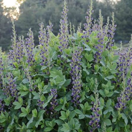 Baptisia Indigo Spires 1 gal