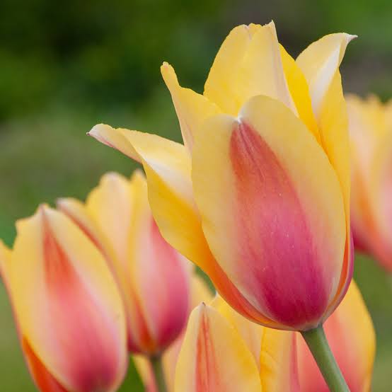 Tulip Blushing Lady Bulbs