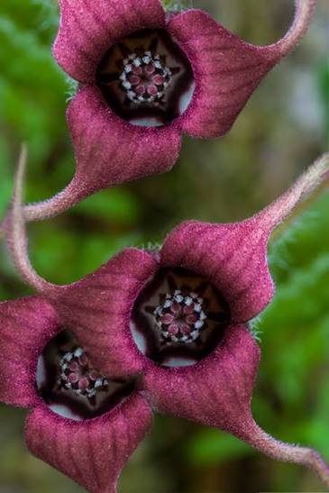 Wild Ginger, Asarum canadense  qt