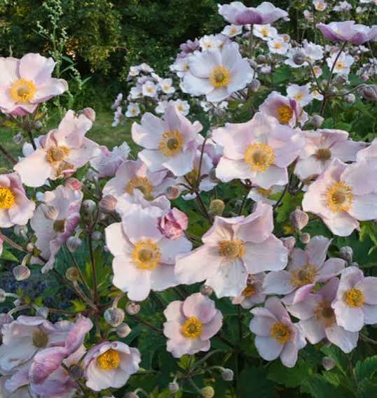 Anemone September Charm 1 gal