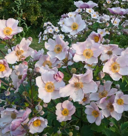 Anemone September Charm 1 gal