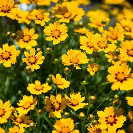 Coreopsis Baby Sun 1 gal
