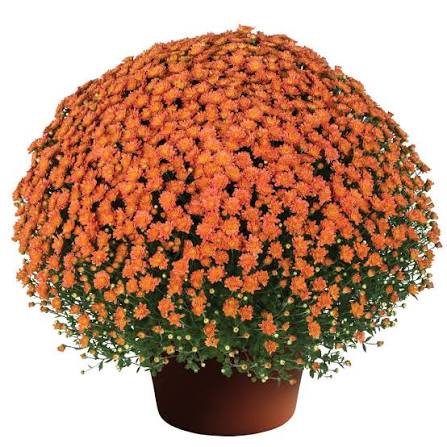 Mum Jaqueline Orange Fusion 9"