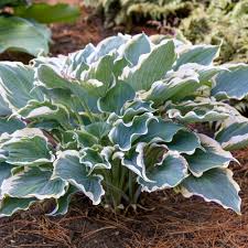 Hosta Hope Springs Eternal 1 gal