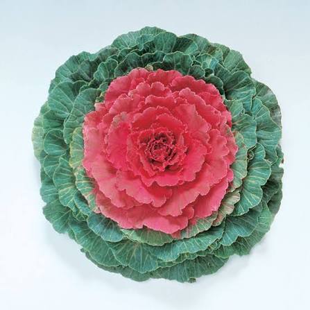 Ornamental Kale Pigeon Red 6"