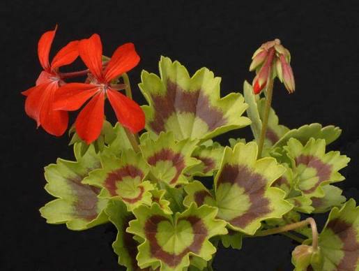 4.5" Fancy Leaf Geranium