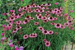 Echinacea Pixie Meadowbrite 1 gal