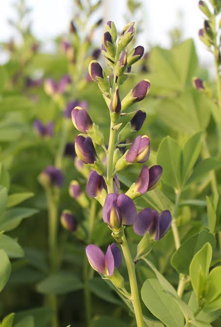 Baptisia Indigo Spires 1 gal