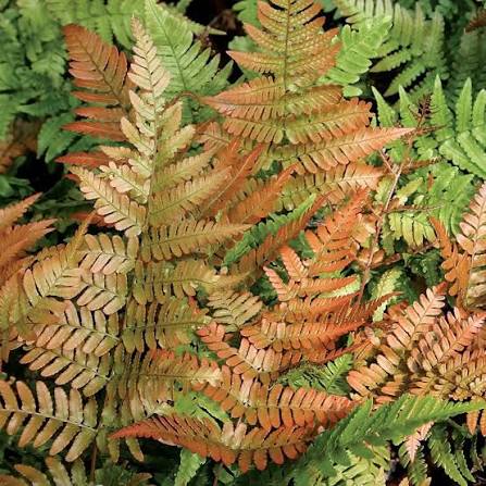 Fern Brilliance Autumn 1 gal