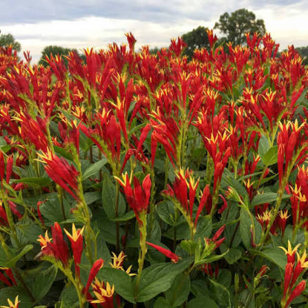 Spigelia Little Redhead 1 gal
