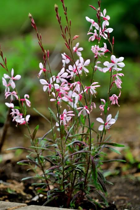 4" Guara Beeblossom