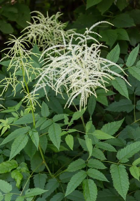 Aruncus Guotee Goat&