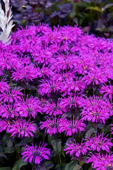 Monarda Leading Lady Plum 1 gal