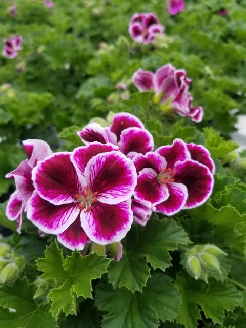 5" Geranium Martha Washington