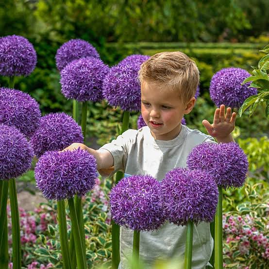 Allium Globemaster Bulb