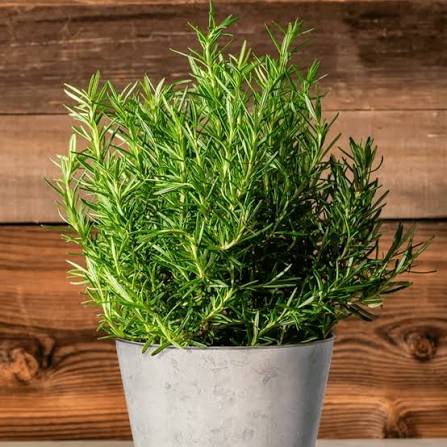 6" Rosemary