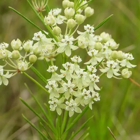 Asclepias incarnata Whorled Milkweed qt
