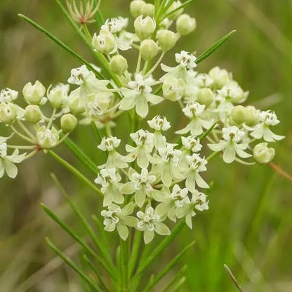 Asclepias incarnata Whorled Milkweed qt