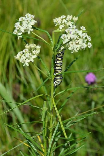 Asclepias verticillata Whorled Milkweed qt