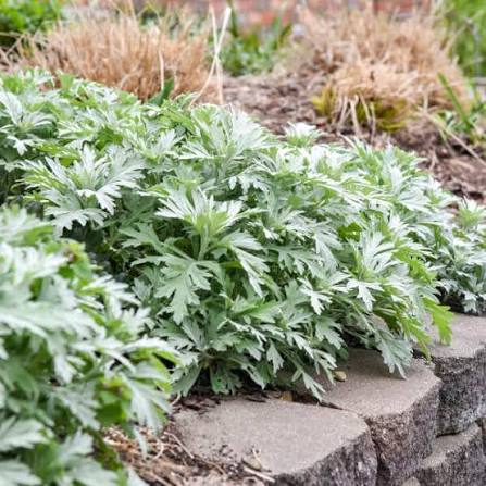 Artemisia x ‘Silver Lining’ 1 gal