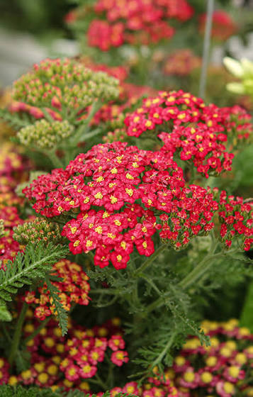 Yarrow Achillea Skysail Fire 1 gal